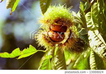Chestnut A tree of Malon 13008024