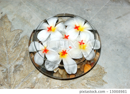 Jasmin flowers as SPA decoration, Bentota, Sri Lanka 13008981