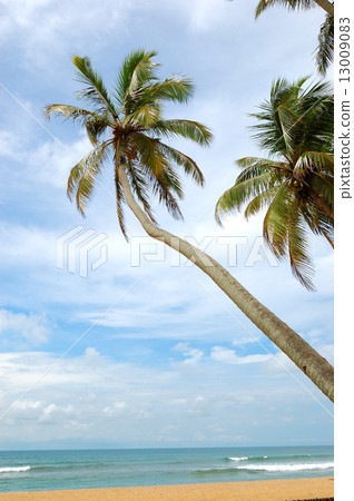 Palm trees on the beach and turquoise water of Indian Ocean, Ben 13009083