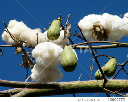 Yehud Chorisia speciosa fruits 2010 13009775