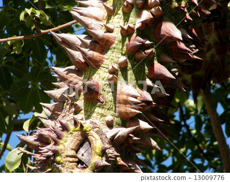 Yehud Chorisia speciosa trunk 2010 13009776