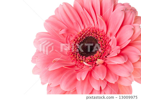 Pink gerbera flower 13009975