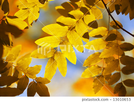 autumn background 13010653