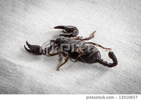 Photo of the scorpion on white  13010657