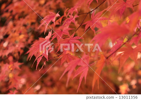 maple leaves 13011356