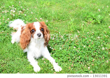 Recommended♪ 13011391