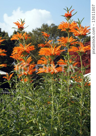 Reonotisu Reonotisu 13011807