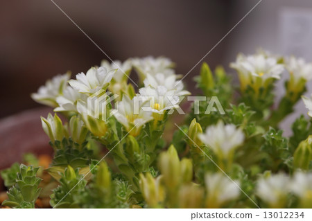 Coke linden flower Coke linden flower 13012234