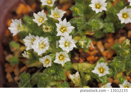 Coke linden flower Coke linden flower 13012235