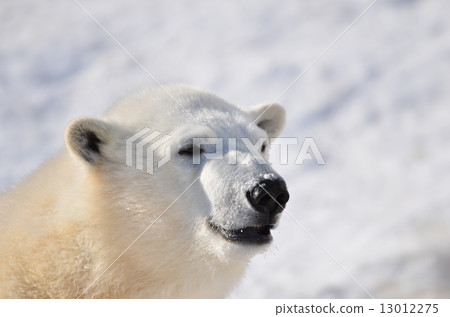 Polar bears 13012275