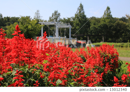 Salvia's flower blooms 13012340