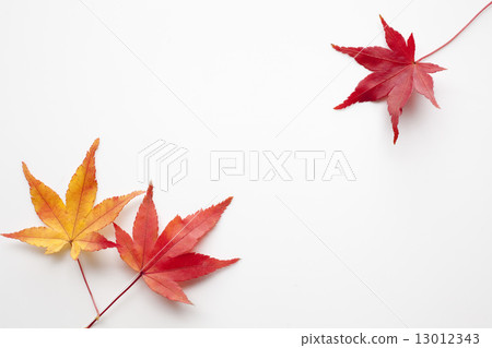 Maple Maple 13012343