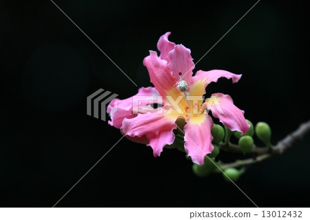 Natural plant Tortrikiwata, a tree with its trunk bulging like a Tokuwari, with its fluff on its seeds, has beautiful flowers that can not be imagined by its name Natural plant Tortrikiwata, a tree with its trunk bulging like a Tokuwari, with its fluff on its seeds, has beautiful flowers that can not be imagined by its name 13012432