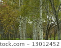  White birch trees 13012452