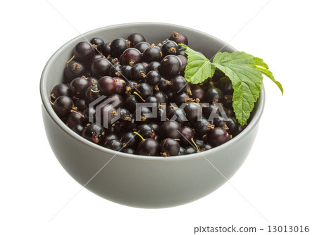 Black currant 13013016