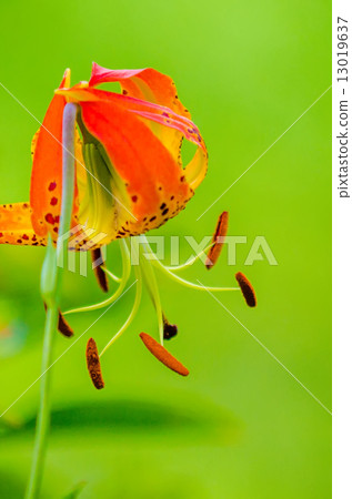 wild orange lilies wild orange lilies 13019637