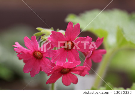 四國杜鵑花 13020323