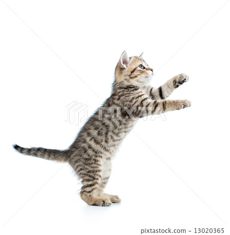 playful scottish kitten looking up 13020365