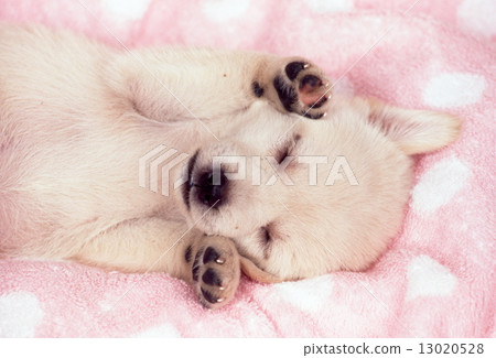 Cute little puppy Cute little puppy 13020528