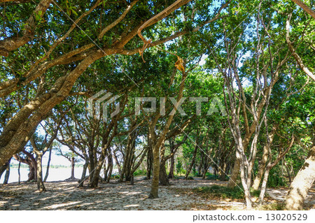 Ishigaki Island Bottom of the beach tree Ishigaki Island Bottom of the beach tree 13020529