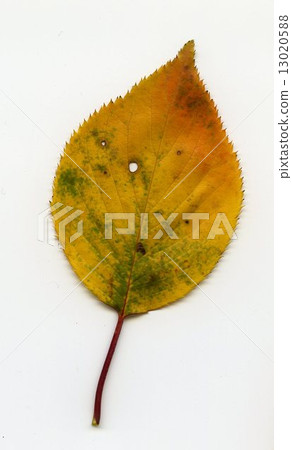 Autumn leaves 13020588