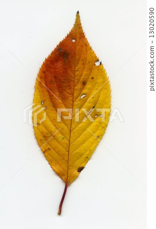 Autumn leaves 13020590