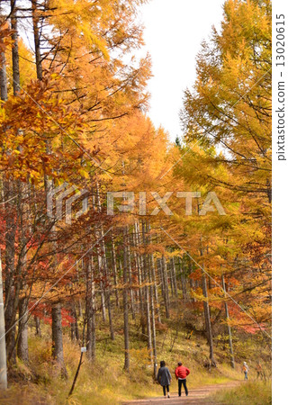 落葉松屬森林在秋天 13020615