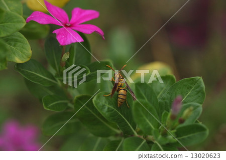 Creatures Insects Yaeyama Ashinagi Bashi, I thought it was a mild bee, but it is written as dangerous on the net 13020623