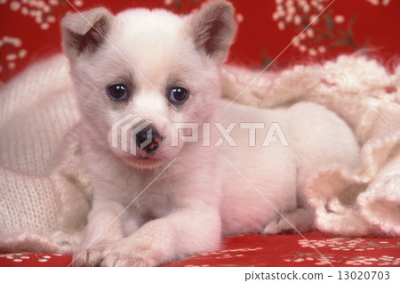 Cute little puppy Cute little puppy 13020703