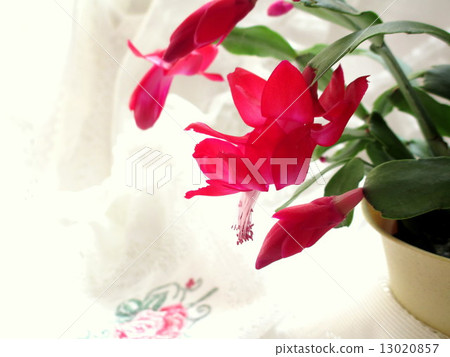 Pink Christmas cactus Pink Christmas cactus 13020857