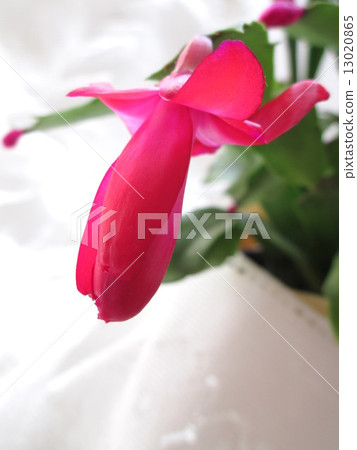 桃紅色聖誕節仙人掌 13020865