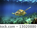 Green sea turtle swimming underwater  13020880
