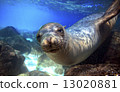 Curious sea lion underwater 13020881