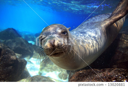 Curious sea lion underwater Curious sea lion underwater 13020881