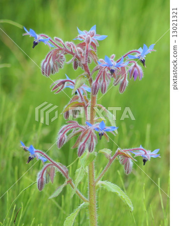 Borage (herb) 13021321