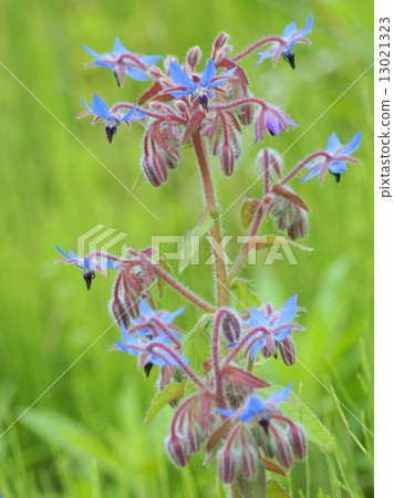 琉璃苣(藥草) 琉璃苣(藥草) 13021323