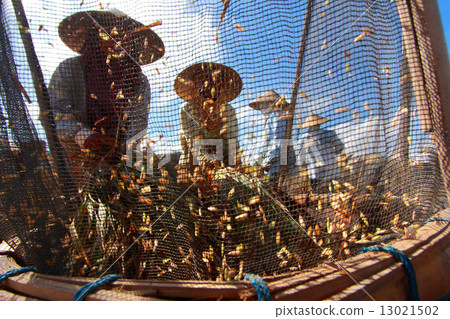 Farmer thresh rice Farmer thresh rice 13021502