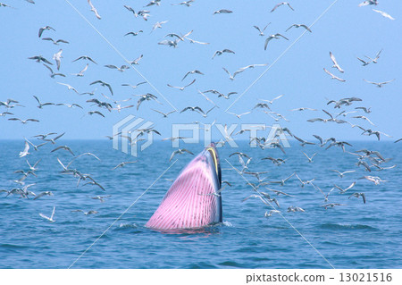 bryde whale and seagull 13021516