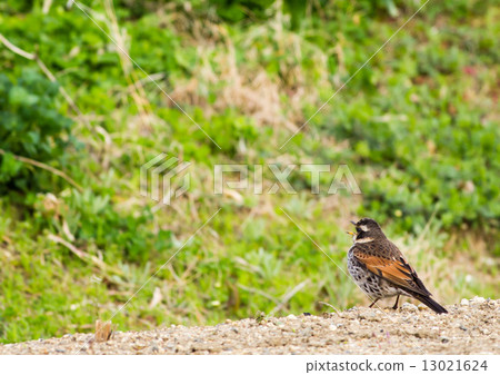 Thrushing singing Thrushing singing 13021624