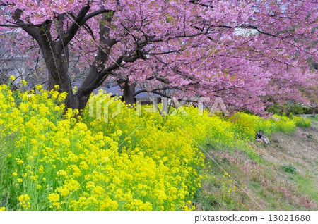 河津櫻花盛開早春 13021680