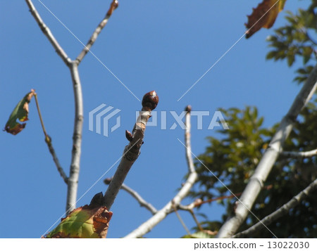 在這芽中是花芽蟲馬尾的芽和芽 13022030