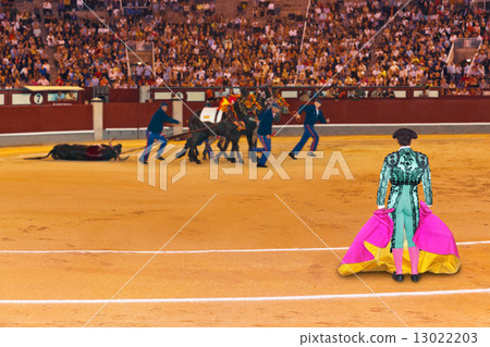Matador and dead bull in bullfighting at Madrid Matador and dead bull in bullfighting at Madrid 13022203