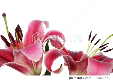 Lilies Lilies 13022559