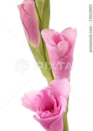 Gladiolus Gladiolus 13022603