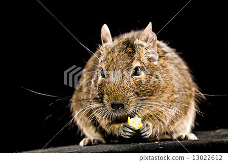small rodent with piece of food in paws 13022612