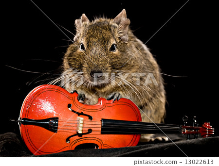 small rodent with cello 13022613