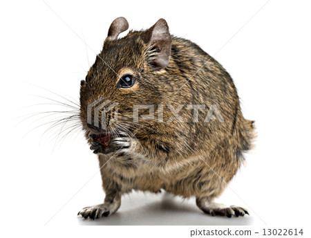 small rodent stands with food in paws small rodent stands with food in paws 13022614