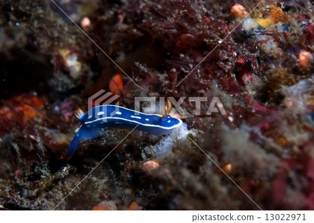 Horizontal appearance of green turtle 13022971