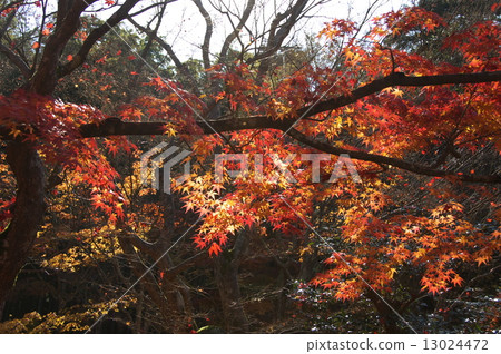 Momiji 13024472
