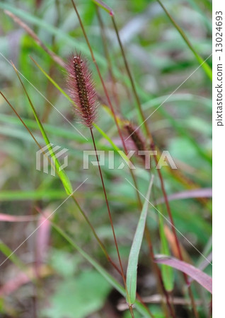 Murasaki Enokolo 13024693